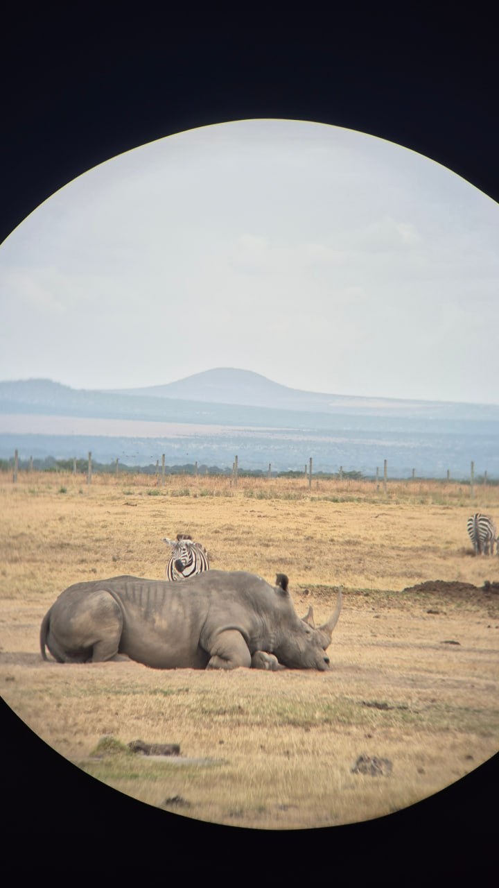White rhino resting on the savannah with zebras through binoculars