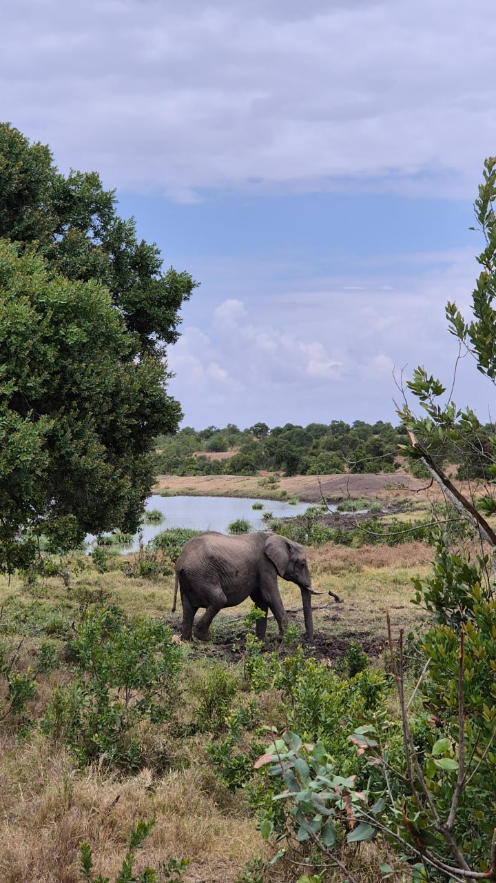 Elephant walking near river in Ol Pejeta Conservancy